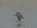 Küstenreiher Western Reef Heron