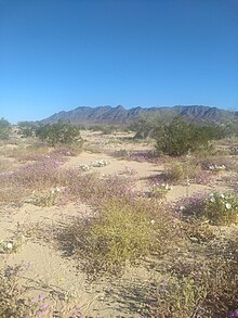 White lilies and purple verbena in the foreground on sandy dunes with desert landscape in the background.