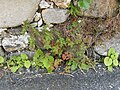 Storchschnabel (Geranium), wahrscheinlich Stinkender Storchschnabel (G. robertianum). Olag, stimmt Martin Bahmann