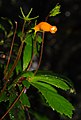 Gesneria pauciflora