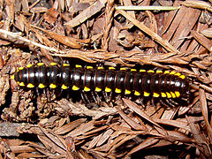 Harpaphe haydeniana (Xystodesmidae) uit Noord-Amerika