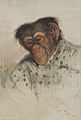 Şempanze, 1835