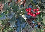 Hulst (Ilex aquifolium) wordt gebruikt in kerstversieringen