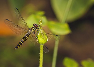 Lyriothemis acigastra