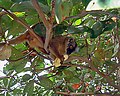 Mayotte-maki (Eulemur fulvus mayottensis)