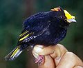 Goudvleugelmanakin Masius chrysopterus