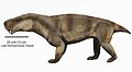 Moschorhinus