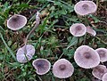 Mycena polygramma