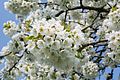 Die Kirschblüte – einer der Höhepunkte des Jahres im Naturpark