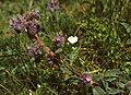 Phacelia californica