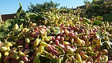 A pile of twigs with large clusters of small green nuts with tiny white spots and tips shading to pale red, and green leaves