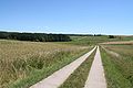 Der Wald Pöpelholz vor Errichtung der Brücke