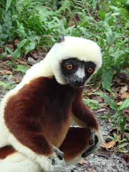 Coquerel-szifaka (Propithecus coquereli)