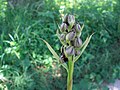 Eulophia ruwenzoriensis