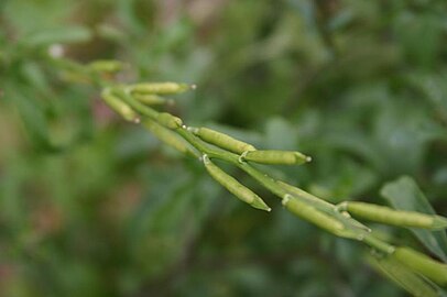 Seed pods