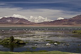 Nationaal natuurreservaat Los Flamencos