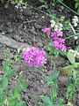 Silene armeria