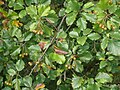 Sorbus isenacensis Thüringen