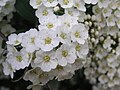 1 Spiraea crenata