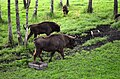 Wisents in Pašiliai wisent stall