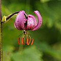 Türkenbund Lilie, Lilium martagon 3.JPG