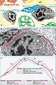 Figure 21. Rat jejunum mucosa. A telocyte (blue) telopode is engaged in different types of synapses with a plasma cell: two plain synapses (PS) and one multicontact synapse (MS) are seen.