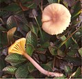 Hygrocybe lilacina