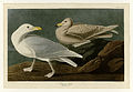 396. Burgomaster Gull