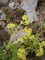 Alchemilla alpina