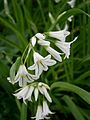 Allium triquetrum