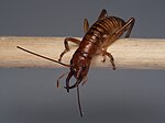 Mandibles of a tusked wētā