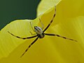 Araña en Ordes