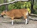 Banteng (Bos javanicus)