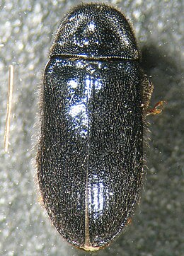 Brounia thoracica