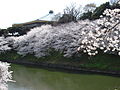 Das Nippon Budōkan während der Kirschblüte im März 2008