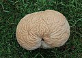 Calvatia craniiformis fam. Calvatia