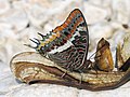 Charaxes jasius (Charaxini)