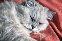 Chinchilla_cat_sleeping_(3732113765)