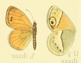 Coenonympha saadi