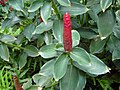 Costus pulverulentus