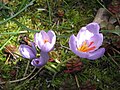 Crocus longiflorus