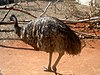 A captive Emu showing feet.