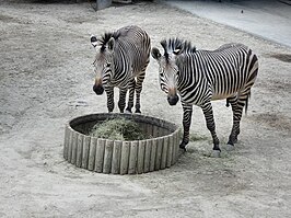 Hartmanns bergzebra