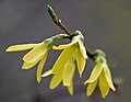 Forsythienblüte