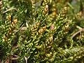 habitus (dried plants), magnified 10 times, Photo by Kristian Peters