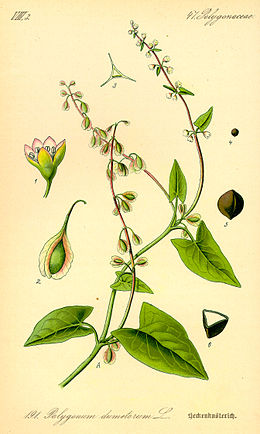 Fallopia dumetorum – Thomé, Flora von Deutschland, Österreich und der Schweiz, 1885