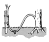 A diagram of plant layering