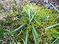 Colchicum montanum leaves