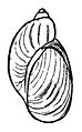 Illustration of shell