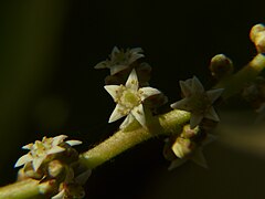 Detail of flowers